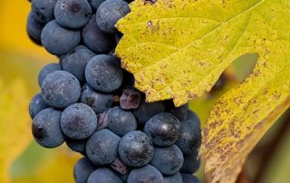 final harvest wine grapes oregon