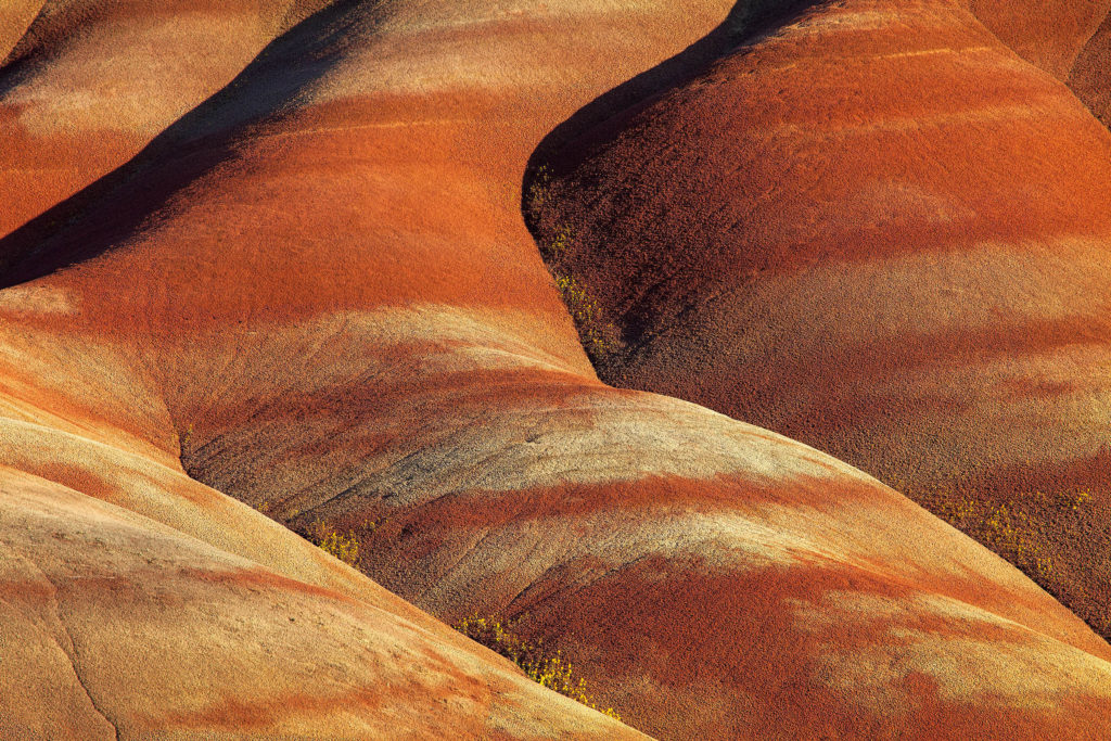 Painted Hills Abstract Flowers