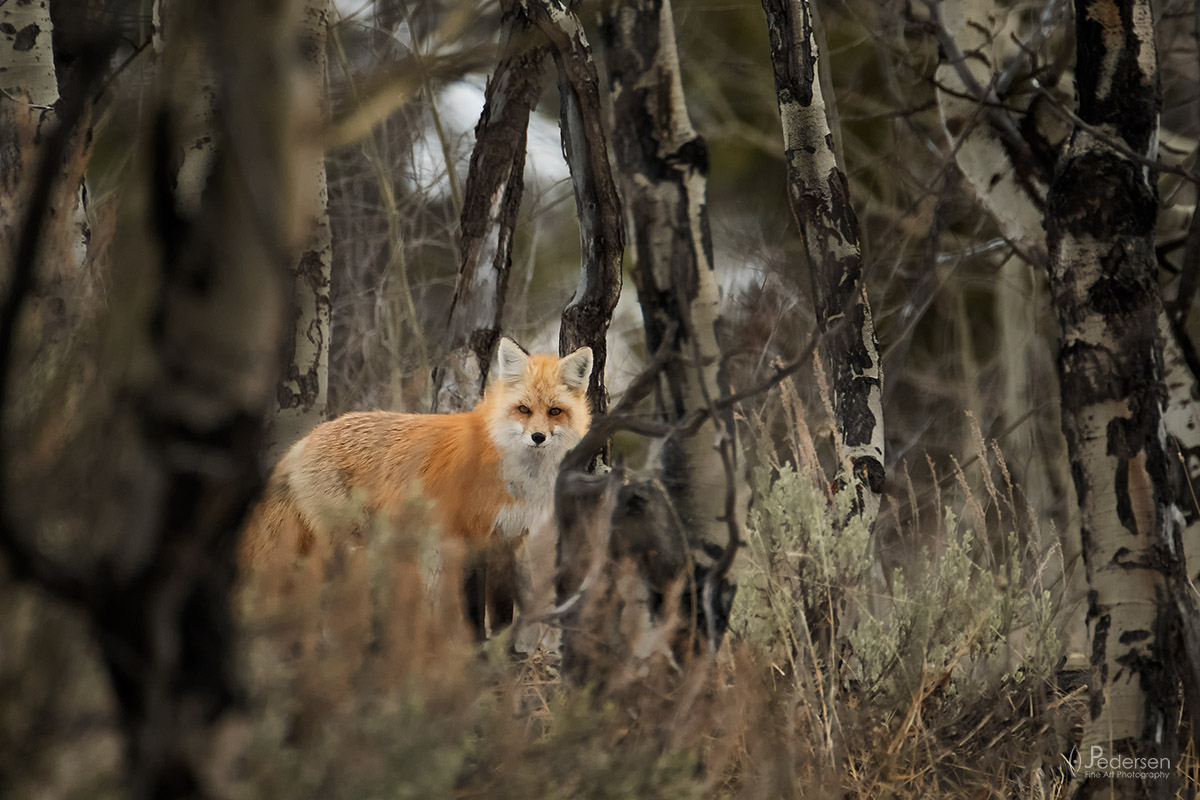 25570025778_0506771f63_o