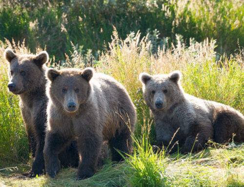 Ultimate Alaskan Bear Photo Workshop