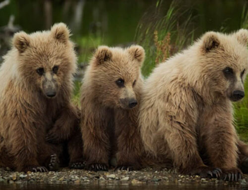 Eyes are a Window to the Soul