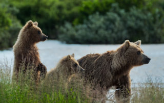 grizzly bear mother and 2 cubs alaska
