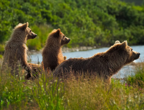 Katmai Photo Workshop Video 2018