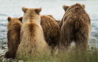 grizzly bear mother and 2 cubs alaska