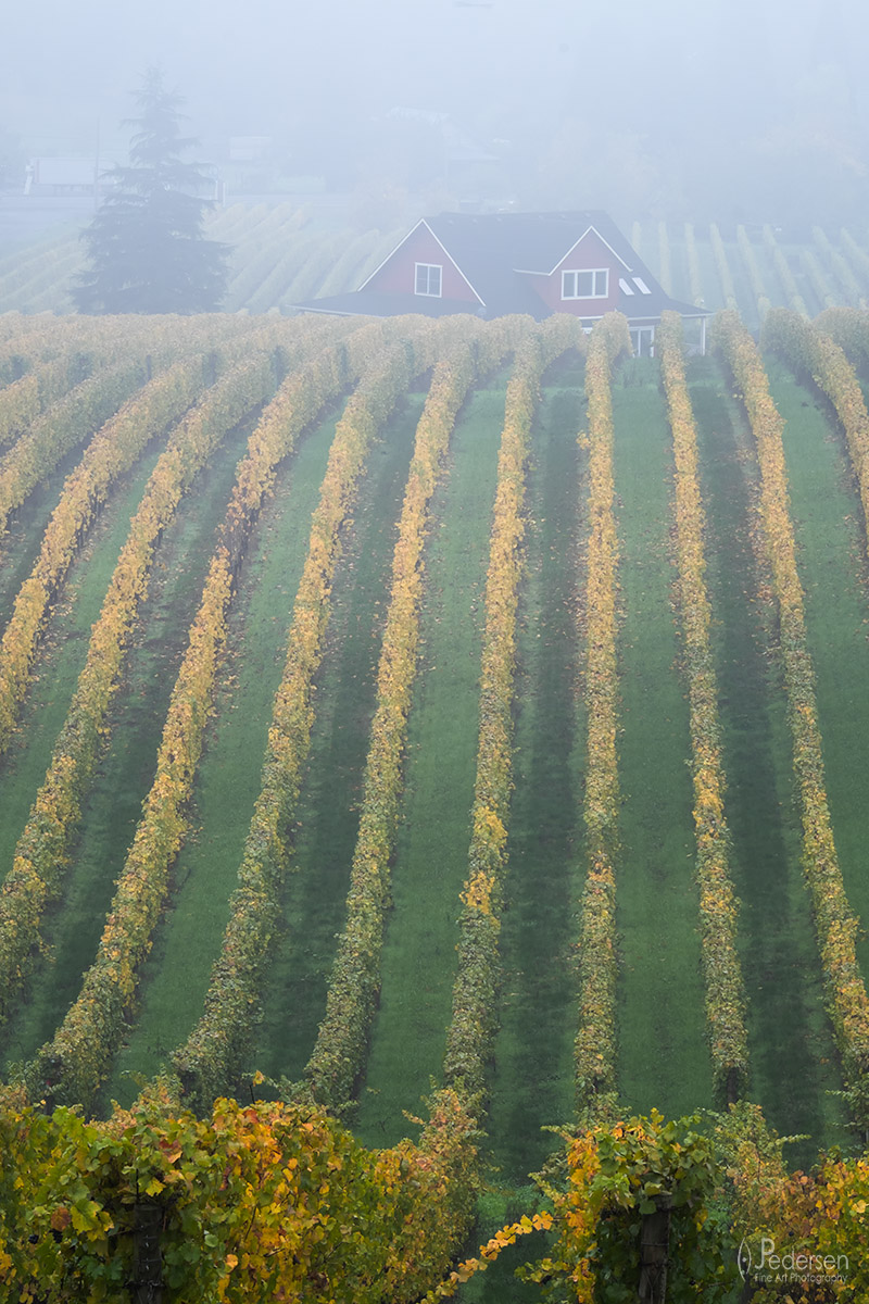 Foggy Vineyard