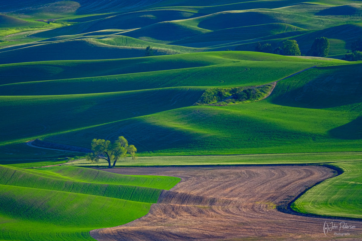 Palouse, washington - Tree in the fields