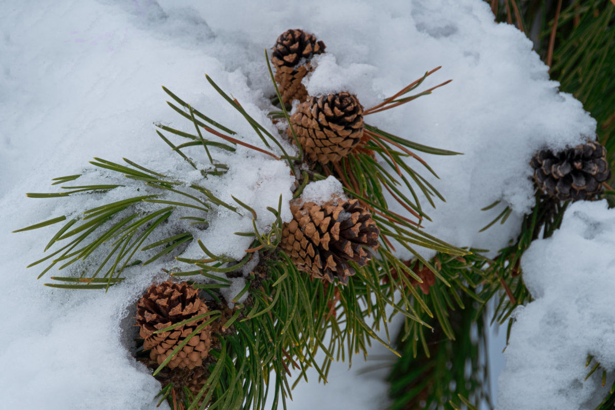 Pinecones