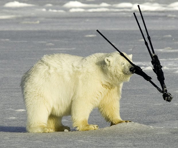 polar-bear-tripod_1615724i