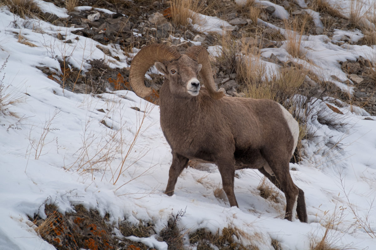 Sheep in Snow