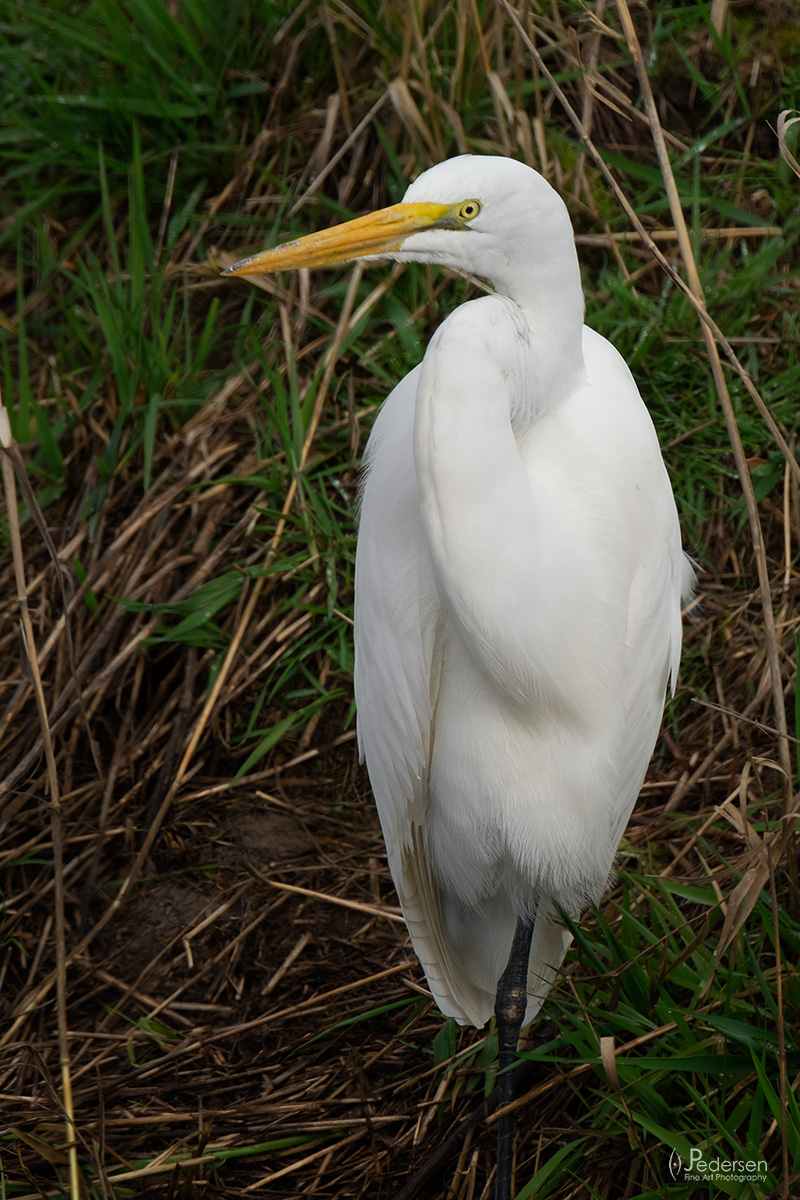 White Egret