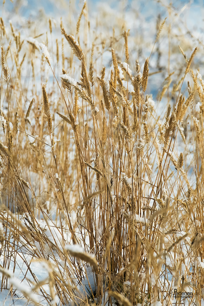 Winter Grass
