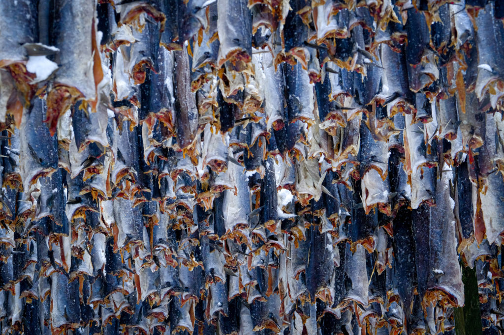 Fish hanging to dry in Norway
