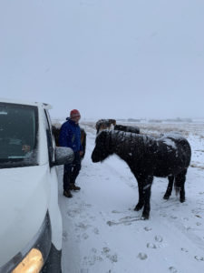 photo workshop horses Iceland