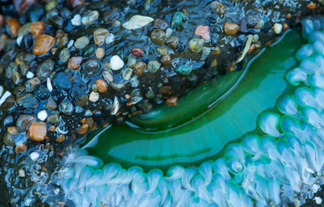 ocean tide pool oregon coast