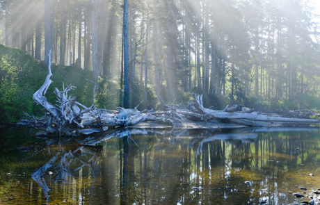 sun rays through trees over water