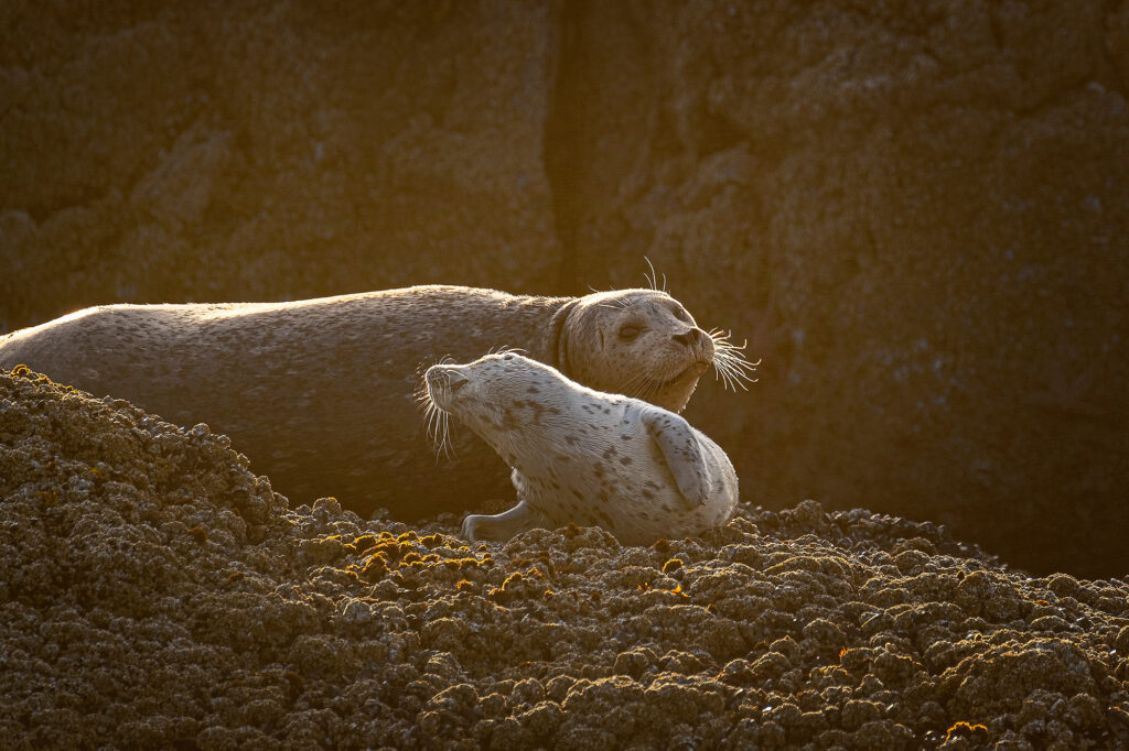 animals, nature, Oregon, coast, beach