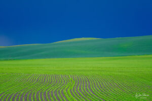Garbanzo field and thunderstorm in Palouse WA