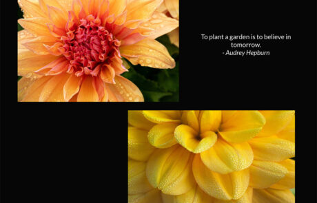 A page from my book about dahlia flowers