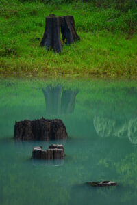 Old stumps submerged in a lake of green water