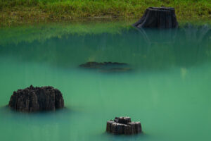 Old stumps submerged in a lake of green water