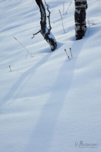 Snow and trees abstract in Wyoming