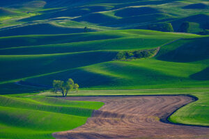 wheat fields in palouse washington