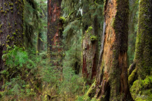 Green forest with trees in Hoh Rainforest
