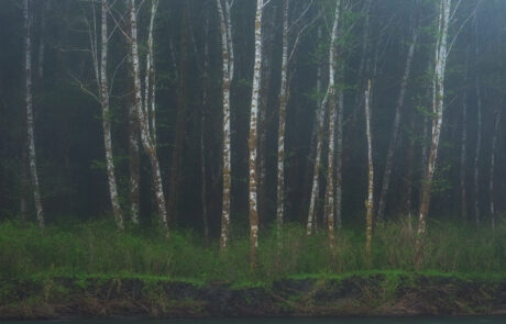 Alder trees and fog along the Hoh River in Olympic National Park