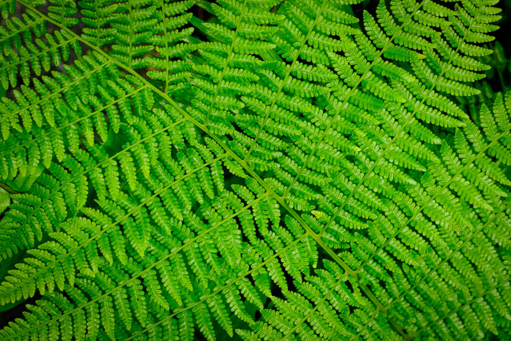 A delicate fern in the forest along the Oregon Coast