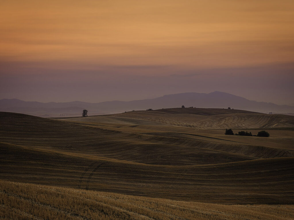 golden wheat fields at sunrise in Palouse Washington