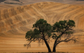 A tree in the wheat fields near Steptoe Butte in the Palouse area of Washington