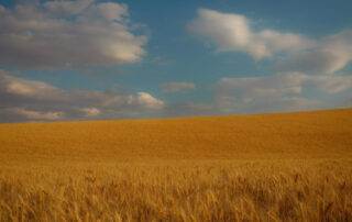 Golden wheat and blue skies with white clouds in the Palouse Washington