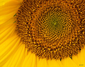 Sunflowers in a field near Portland Oregon