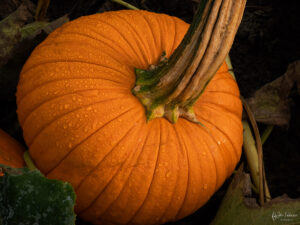 A pumpkin with dew in a field in Oregon
