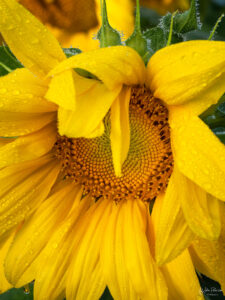 Sunflowers in a field near Portland Oregon