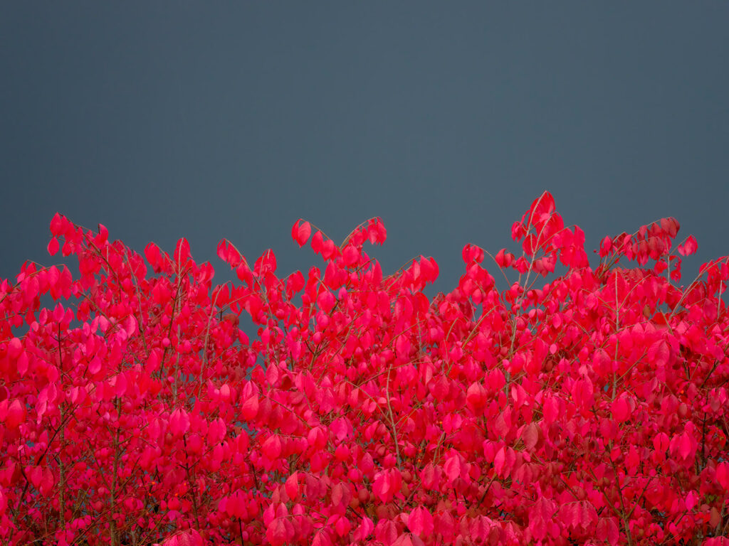 Red and pink bushes against a grey wall