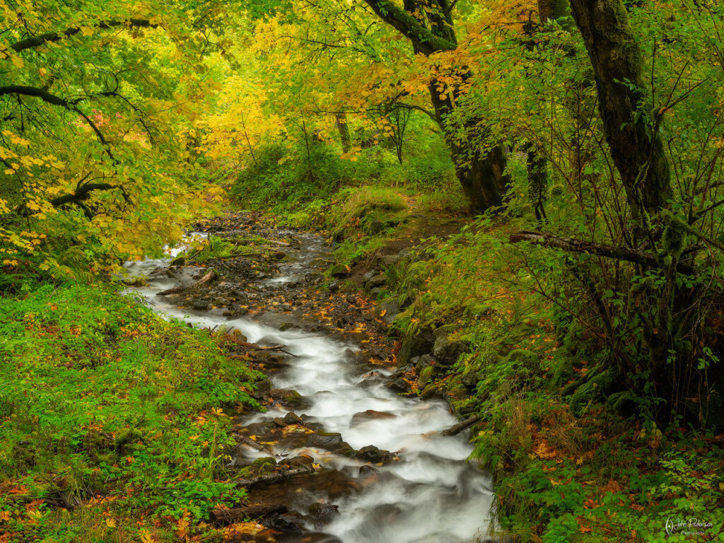 A small stream flows through a forest in Oregon