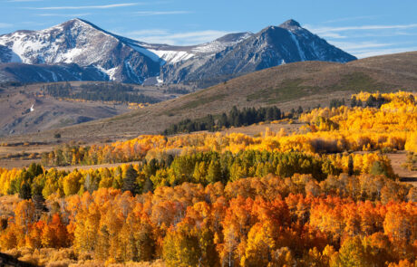 Fall color in the eastern sierras at Conway Summit