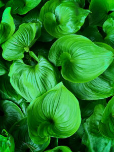 corn silk leaves along the Oregon Coast