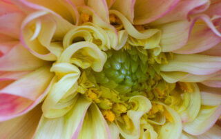 The center of a dahlia flower photograph