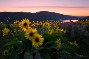 Balsamroot and lupine during sunrise in the columbia river gorge